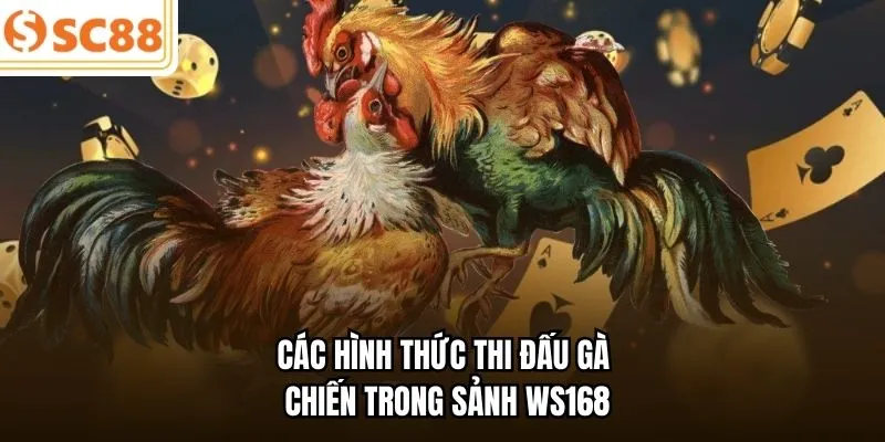 Các hình thức thi đấu gà chiến trong sảnh WS168