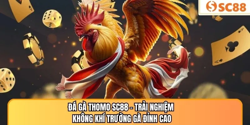 Đá Gà Thomo SC88 – Trải Nghiệm Không Khí Trường Gà Đỉnh Cao