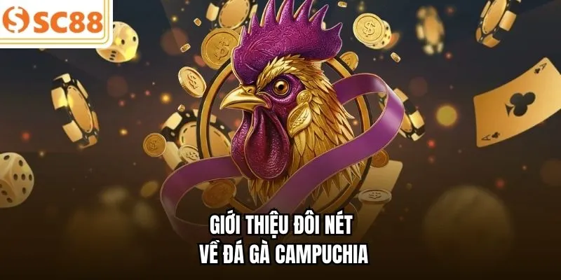 Giới thiệu đôi nét về đá gà Campuchia 