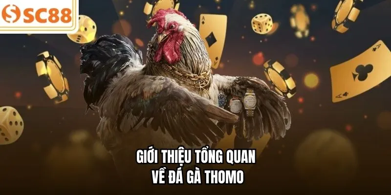 Giới thiệu tổng quan về đá gà Thomo