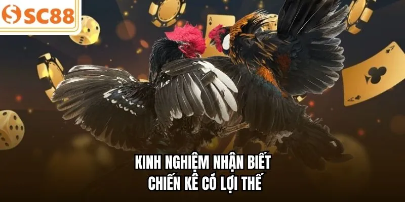 Kinh nghiệm nhận biết chiến kê có lợi thế