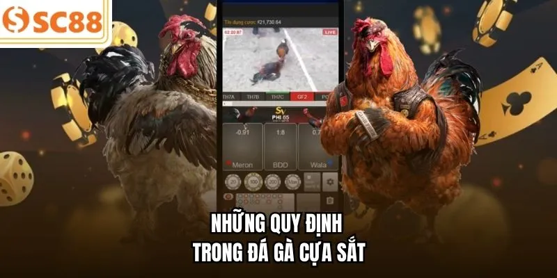 Những quy định trong đá gà cựa sắt 